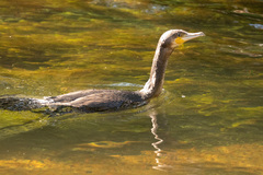 Phalacrocorax carbo