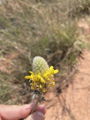 Dalea aurea