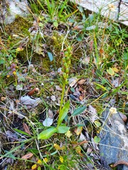 Pseudorchis straminea
