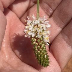 Dalea candida