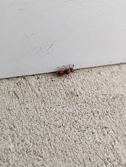 Pseudomethoca simillima