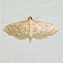 Herpetogramma pertextalis