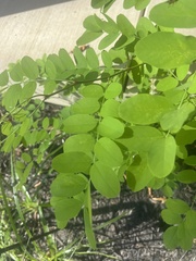Robinia