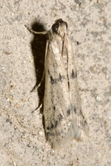 Homoeosoma nebulella