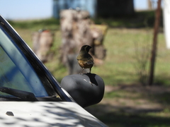 Saltator aurantiirostris