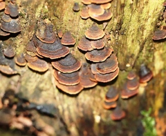 Hymenochaete rubiginosa