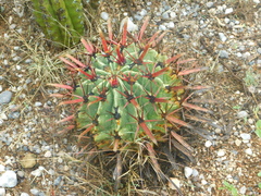 Ferocactus recurvus