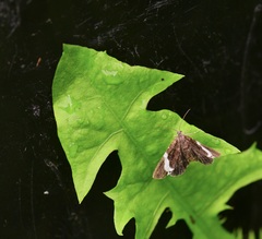 Trichodezia albovittata