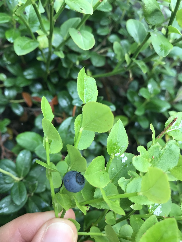 common bilberry from 7500, St. Moritz, Graubünden, CH on August 09 ...