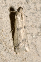 Homoeosoma nebulella