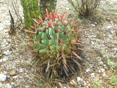 Ferocactus recurvus