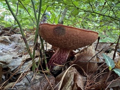 Exsudoporus