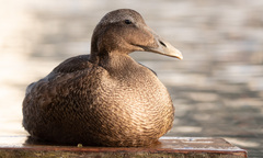 Somateria mollissima