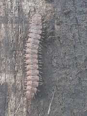Polydesmus