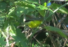 Cardellina canadensis