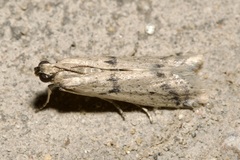 Homoeosoma nebulella