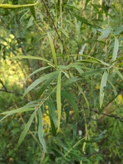 Salix interior