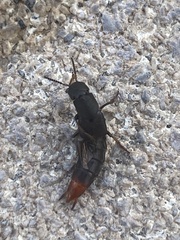 Platydracus caliginosus