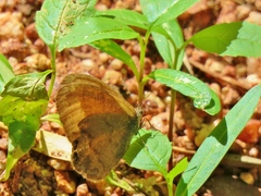 Cyllopsis pertepida