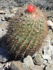 Ferocactus gracilis gatesii