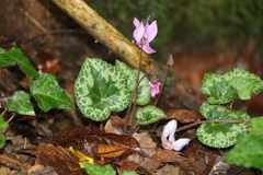 Cyclamen purpurascens