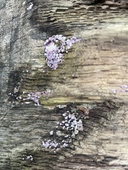 Phlebiopsis crassa