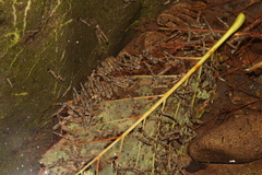 Trichoptera
