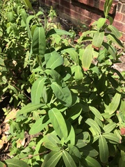Hypericum prolificum