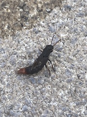 Platydracus caliginosus