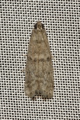 Ephestia elutella