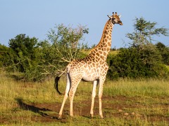 Giraffa camelopardalis giraffa