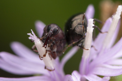 Odontocorynus