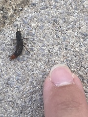 Platydracus caliginosus