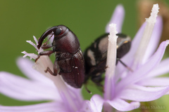 Odontocorynus