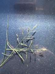 Eragrostis pectinacea