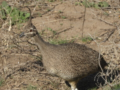 Eudromia elegans