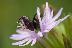 Odontocorynus