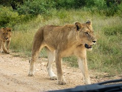 Panthera leo melanochaita