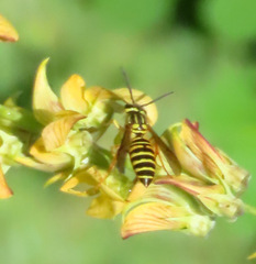 Vespula squamosa