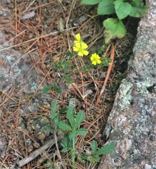 Potentilla inclinata