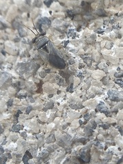 Geocoris
