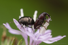 Odontocorynus
