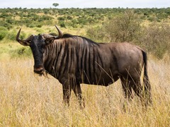 Connochaetes taurinus taurinus