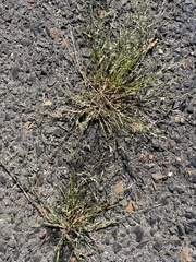 Eragrostis pectinacea