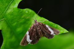 Trichodezia albovittata