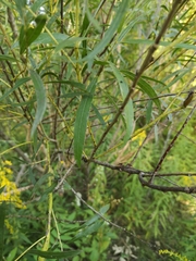 Salix interior