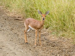 Raphicerus campestris campestris