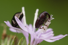 Odontocorynus