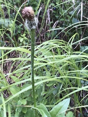 Hypochaeris uniflora
