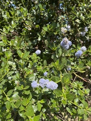 Ceanothus thyrsiflorus